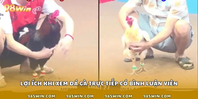 Lợi ích khi xem đá gà trực tiếp có bình luận viên